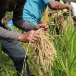 Arroz produzido por quilombolas abastece cozinha solidária em Sergipe