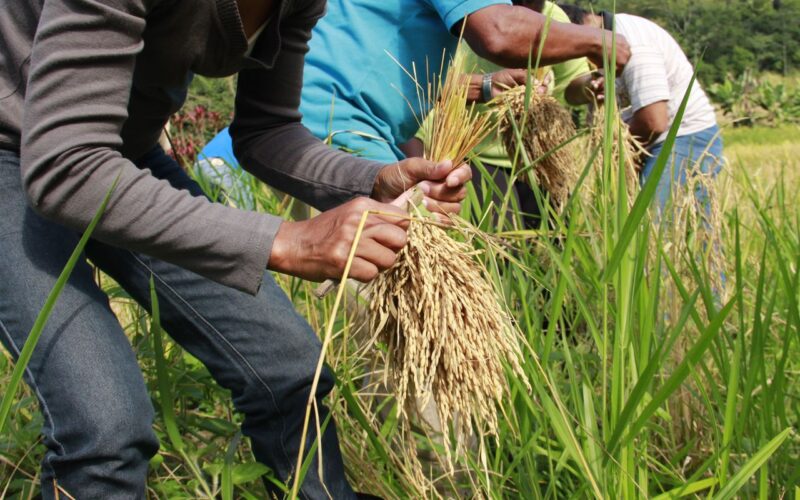 Arroz produzido por quilombolas abastece cozinha solidária em Sergipe