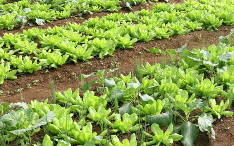 Conab: preço da batata e da alface caiu em março