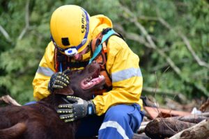 Dia Internacional do Cão de Busca e Resgate: CBMSC celebra e destaca atuação dos animais em grandes operações
