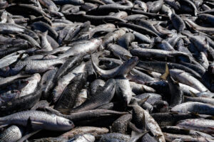 PGE/SC aciona Justiça Federal para garantir derrubada das cotas para a pesca artesanal de praia da tainha