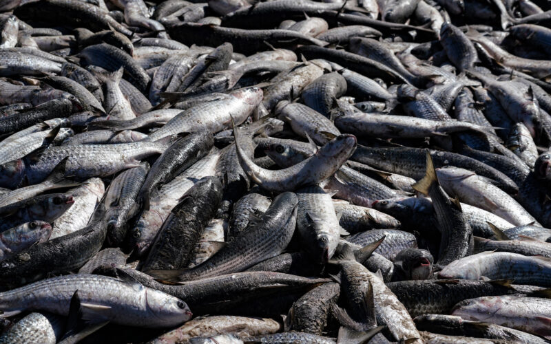 PGE/SC aciona Justiça Federal para garantir derrubada das cotas para a pesca artesanal de praia da tainha