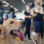 Aéreas podem se negar a embarcar animais de suporte emocional, diz STJ