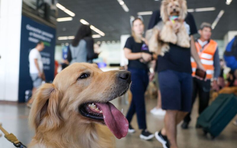 Aéreas podem se negar a embarcar animais de suporte emocional, diz STJ