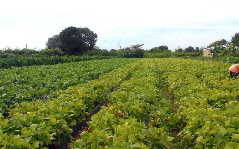Câmara aprova política que estimula permanência de jovens no campo