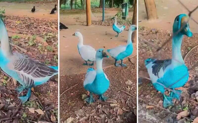 Cidade paulista apura vazamento de corante que tingiu aves em parque