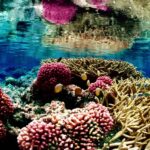 Comissão de Meio Ambiente debate papel do Brasil na 3ª Conferência dos Oceanos da ONU - Notícias