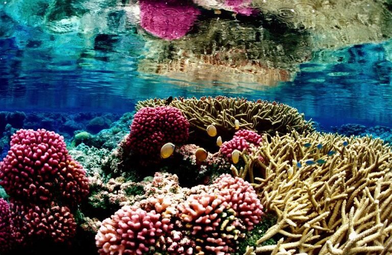 Comissão de Meio Ambiente debate papel do Brasil na 3ª Conferência dos Oceanos da ONU - Notícias