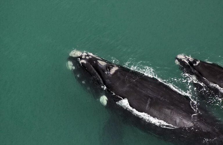 Comissão debate limites da área de proteção ambiental da baleia-franca em Santa Catarina - Notícias