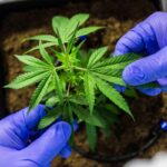 Cultivo de cannabis medicinal pelo agronegócio é destaque em congresso