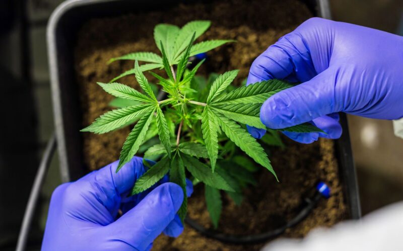 Cultivo de cannabis medicinal pelo agronegócio é destaque em congresso