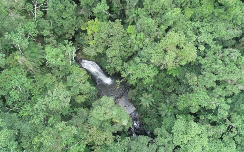 Desmatamento em Santa Catarina reduz 40% entre 2023 e 2024