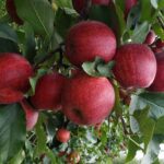 Erradicação de praga ajudou a transformar Santa Catarina em maior produtor de maçãs do país