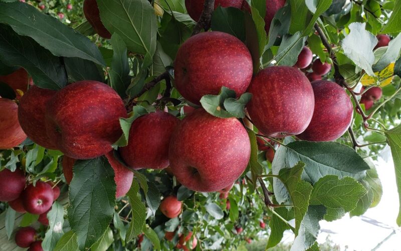 Erradicação de praga ajudou a transformar Santa Catarina em maior produtor de maçãs do país