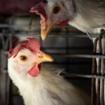 FAO: caso de gripe aviária no Brasil marca nova etapa do vírus