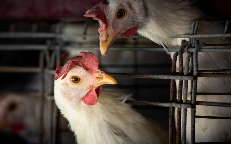 FAO: caso de gripe aviária no Brasil marca nova etapa do vírus