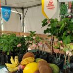 Feira da Reforma Agrária oferece alimentos produzidos por acampamentos