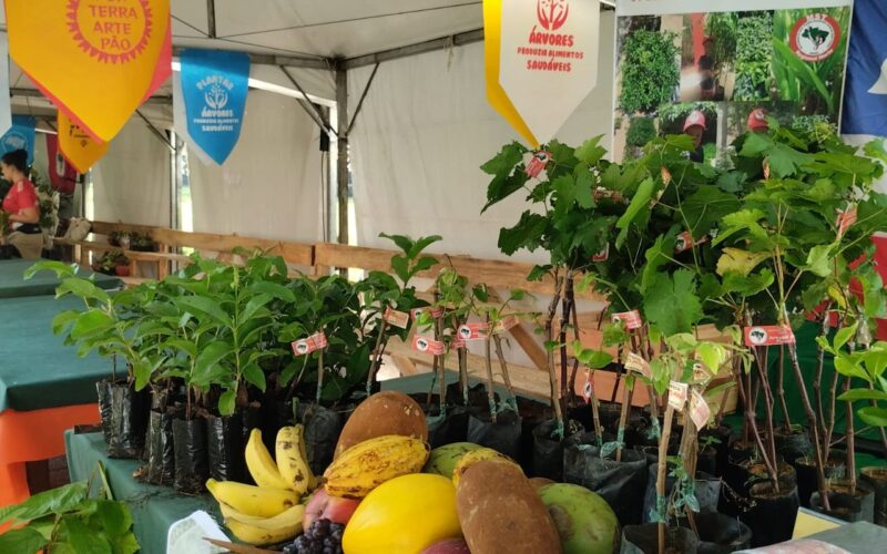 Feira da Reforma Agrária oferece alimentos produzidos por acampamentos