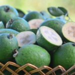 Fruta nativa do Sul do Brasil, goiaba-serrana encerra colheita em Santa Catarina neste mês