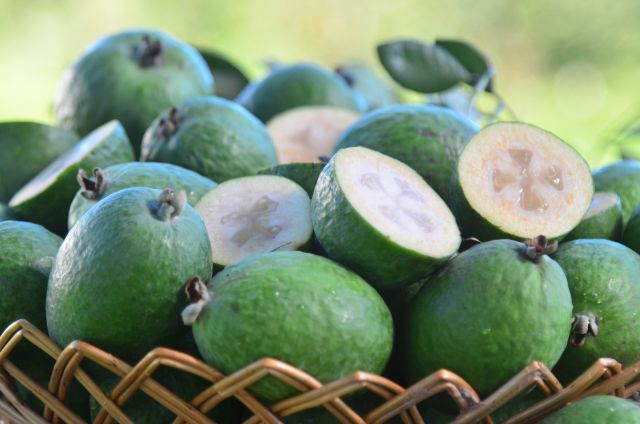Fruta nativa do Sul do Brasil, goiaba-serrana encerra colheita em Santa Catarina neste mês