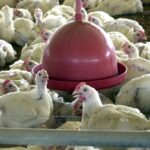 Gripe aviária: tire suas dúvidas sobre doença que afeta aves