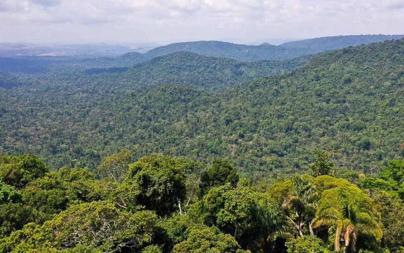 Instituto lança edital para projetos que protejam a Amazônia
