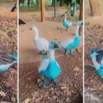 Jundiaí apura vazamento de corante que tingiu aves em parque