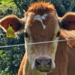 Menos doença, mais saúde: Santa Catarina tem a menor prevalência para brucelose e tuberculose nos rebanhos bovinos do Brasil