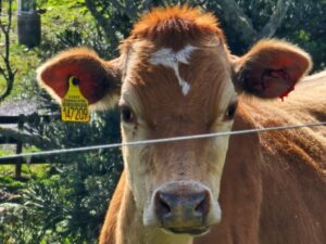Menos doença, mais saúde: Santa Catarina tem a menor prevalência para brucelose e tuberculose nos rebanhos bovinos do Brasil
