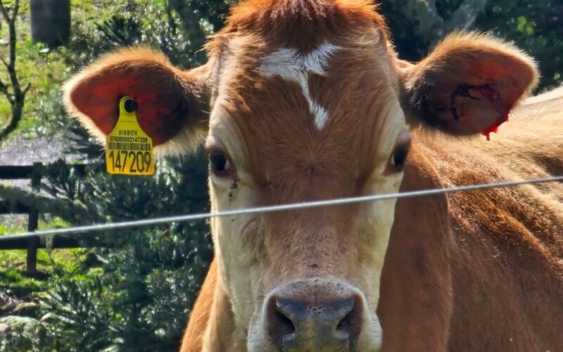 Menos doença, mais saúde: Santa Catarina tem a menor prevalência para brucelose e tuberculose nos rebanhos bovinos do Brasil