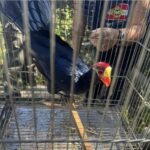 Operações de fiscalização ambiental apreendem mais de 230 animais silvestres em Santa Catarina