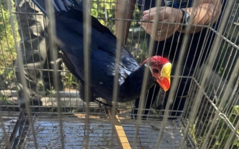 Operações de fiscalização ambiental apreendem mais de 230 animais silvestres em Santa Catarina
