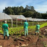 Penitenciária Agrícola de Chapecó é exemplo de produção de alimentos e ressocialização em SC