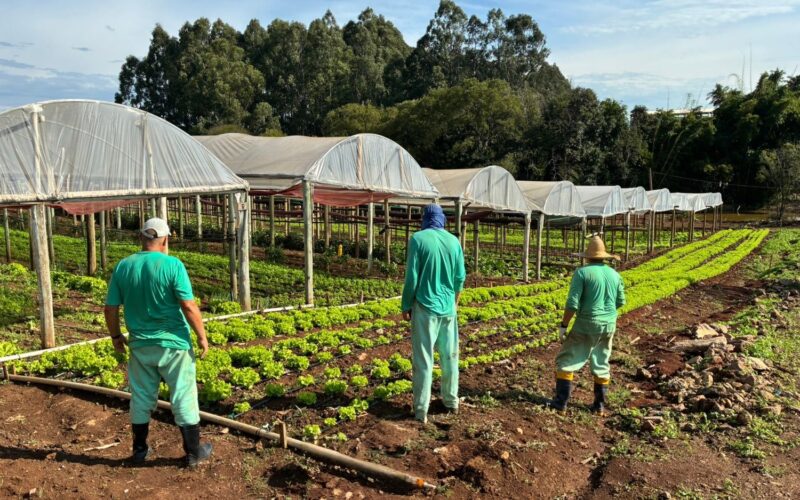 Penitenciária Agrícola de Chapecó é exemplo de produção de alimentos e ressocialização em SC