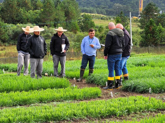Pesquisa com pastagens transcende gerações de cientistas na Epagri em Lages