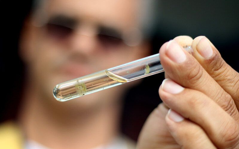 Plataforma da Epagri disponibiliza monitoramento da distribuição e duração de ciclos de vida do mosquito da dengue