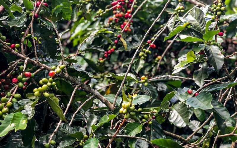 Produção de café deverá ser de 55,7 milhões de sacas em 2025