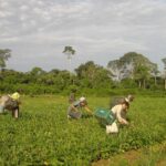 Produtores afetados por estiagem no RS podem renegociar crédito rural