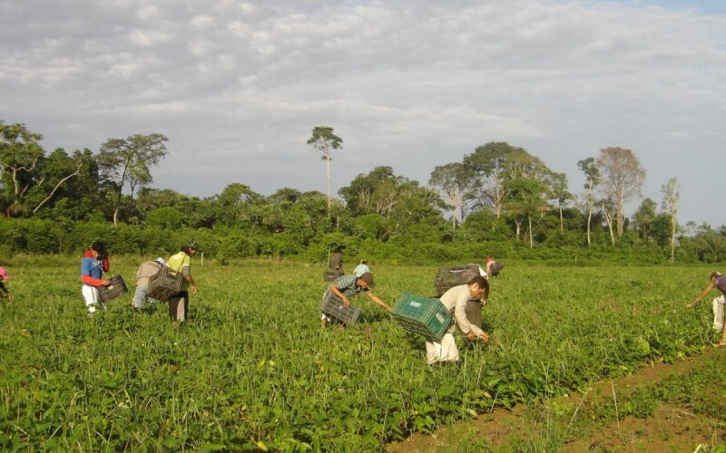 Produtores afetados por estiagem no RS podem renegociar crédito rural