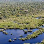 Quase todos os biomas registraram redução do desmatamento em 2024