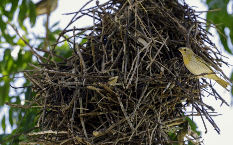 Rio: câmeras vão possibilitar um levantamento mais detalhado da fauna