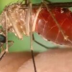 Rio confirma mais duas mortes por febre do Oropouche