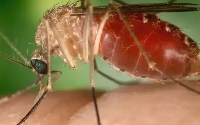 Rio confirma mais duas mortes por febre do Oropouche
