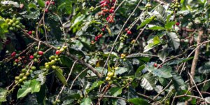 Safra de café deve crescer 2,7% e chegar a 56 milhões de sacas em 2025