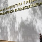 Sete casos de doenças respiratórias em aves são investigados no país