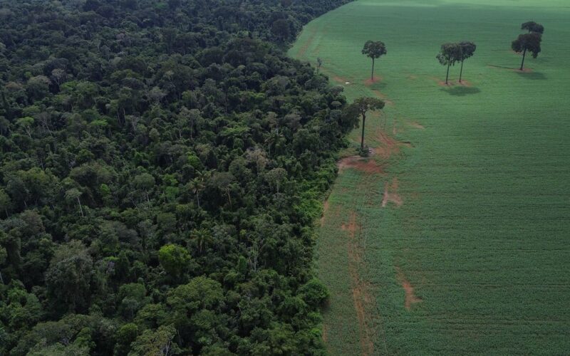 Trópicos registram perda recorde de floresta primária