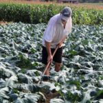 Aberto o prazo para 48 municípios de SC aderirem ao Programa de Aquisição de Alimentos para beneficiar indígenas