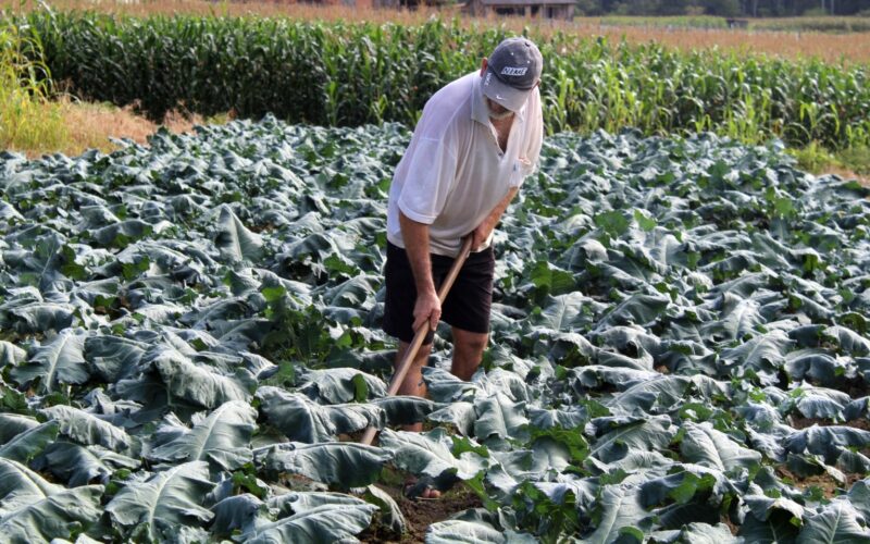 Aberto o prazo para 48 municípios de SC aderirem ao Programa de Aquisição de Alimentos para beneficiar indígenas