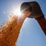 Brasil poderá ter novo recorde na produção de grãos na safra 2024/2025