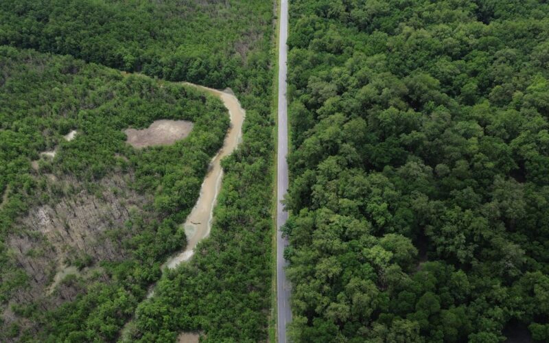 Construção de estradas impacta mangue amazônico